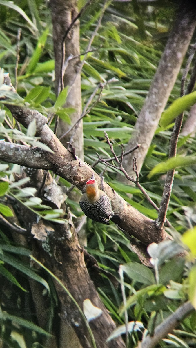 Hoffmann's Woodpecker - ML645819621