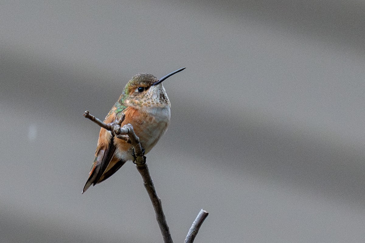 Rufous Hummingbird - ML645819629