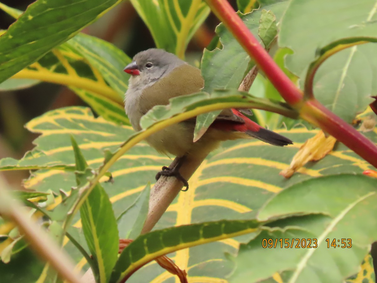 ヒガシキバラカエデチョウ - ML645819630