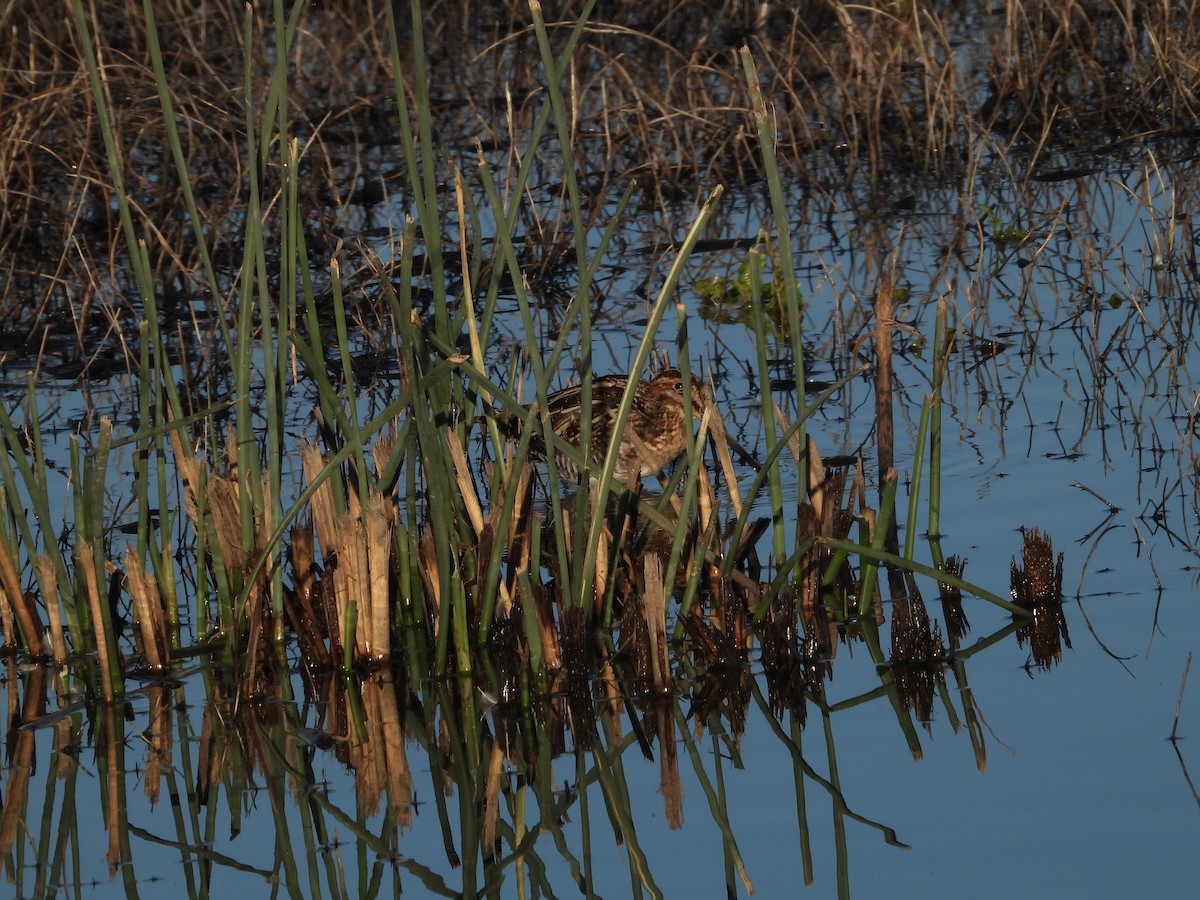 Wilson's Snipe - ML645819632