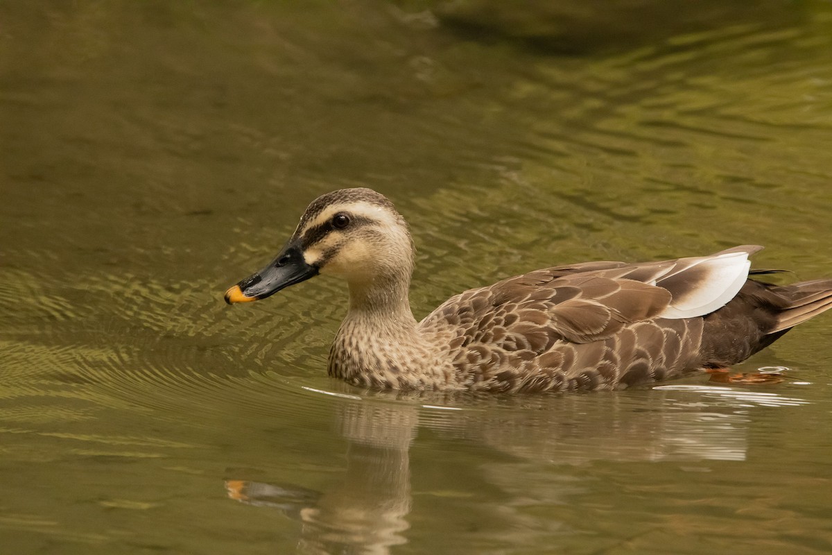 Eastern Spot-billed Duck - ML645819642