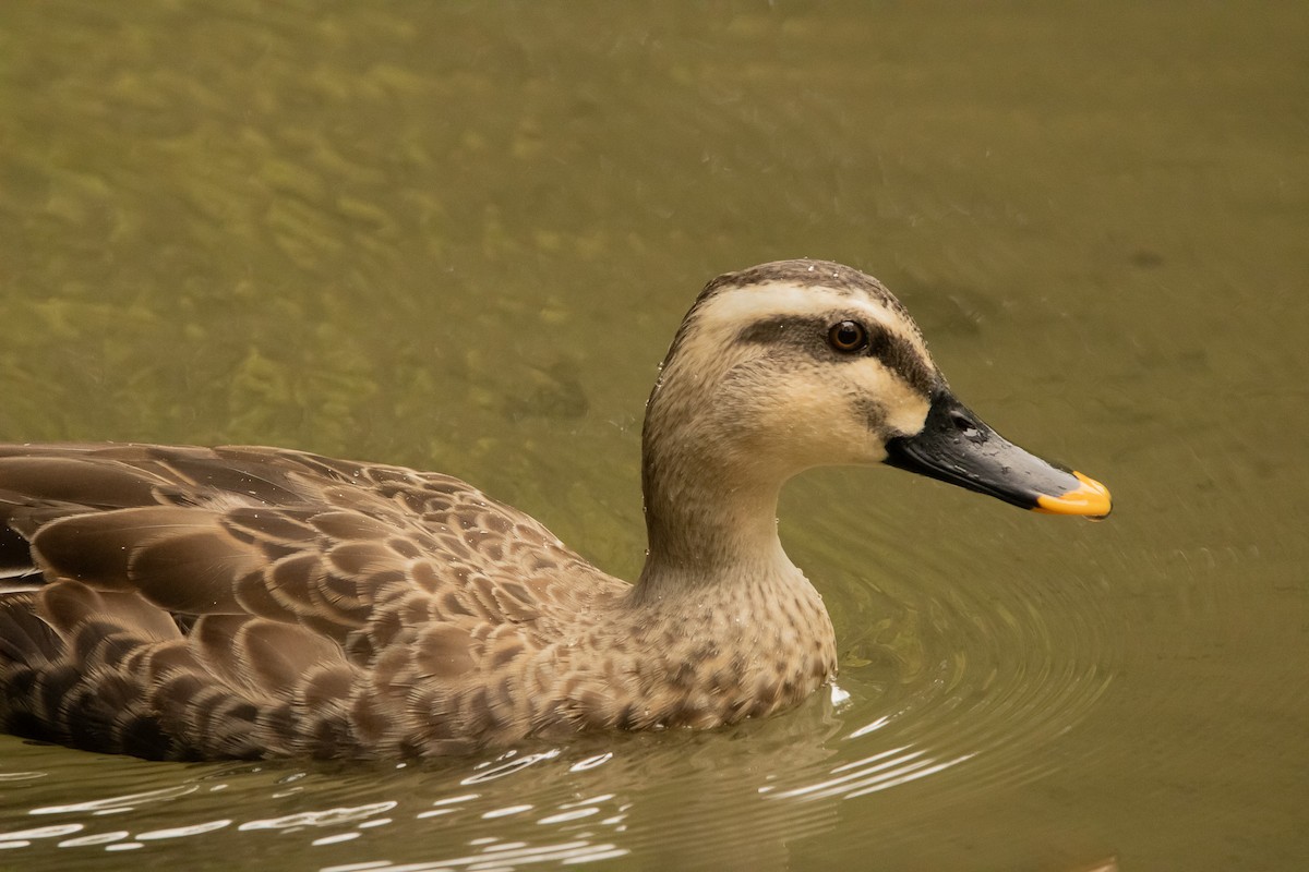 Eastern Spot-billed Duck - ML645819643