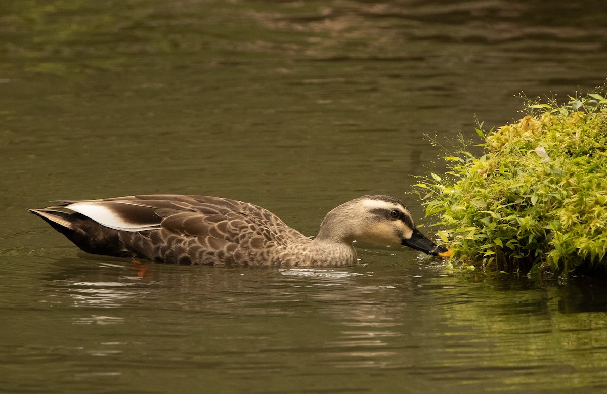Eastern Spot-billed Duck - ML645819644