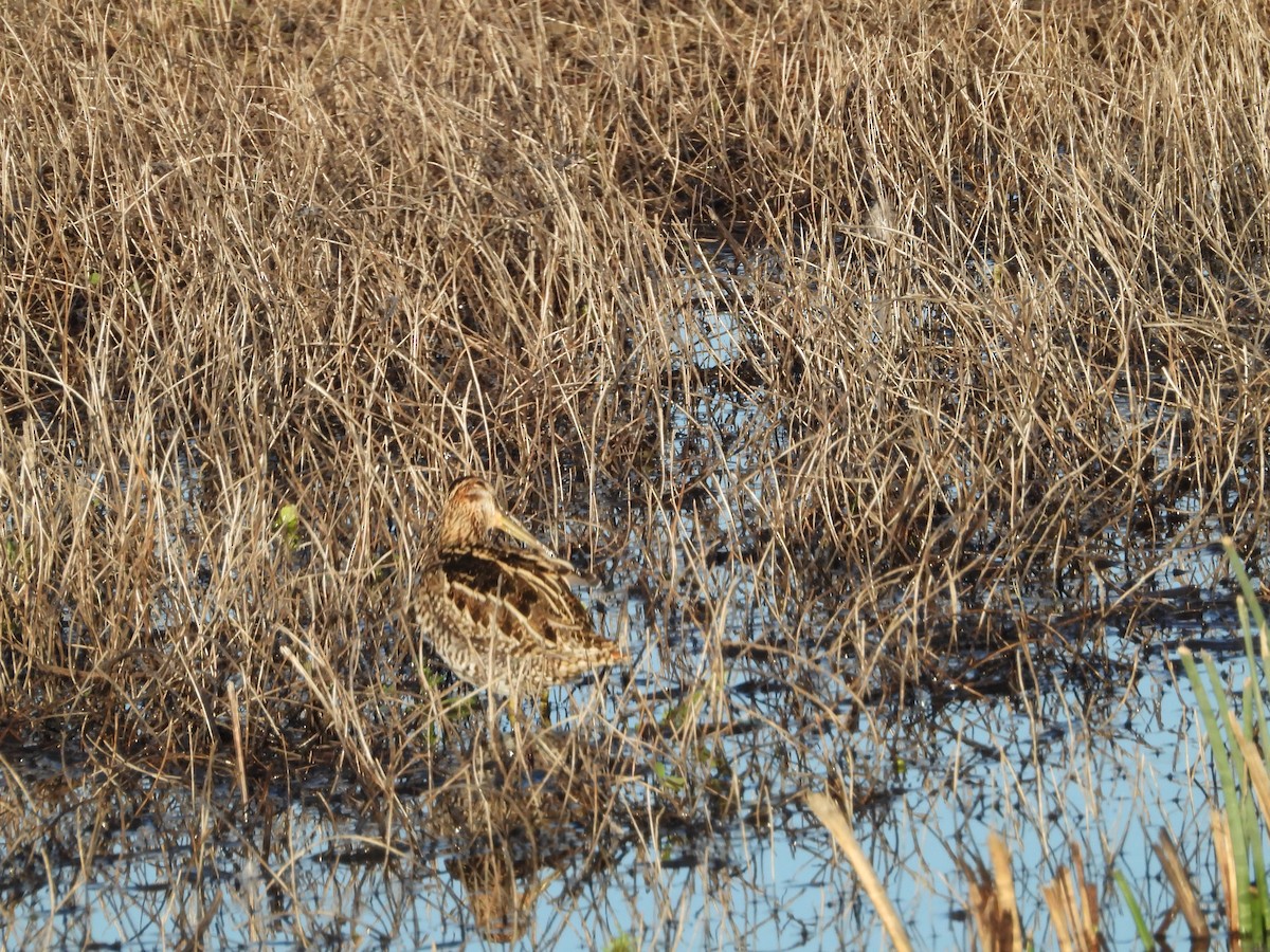 Wilson's Snipe - ML645819645