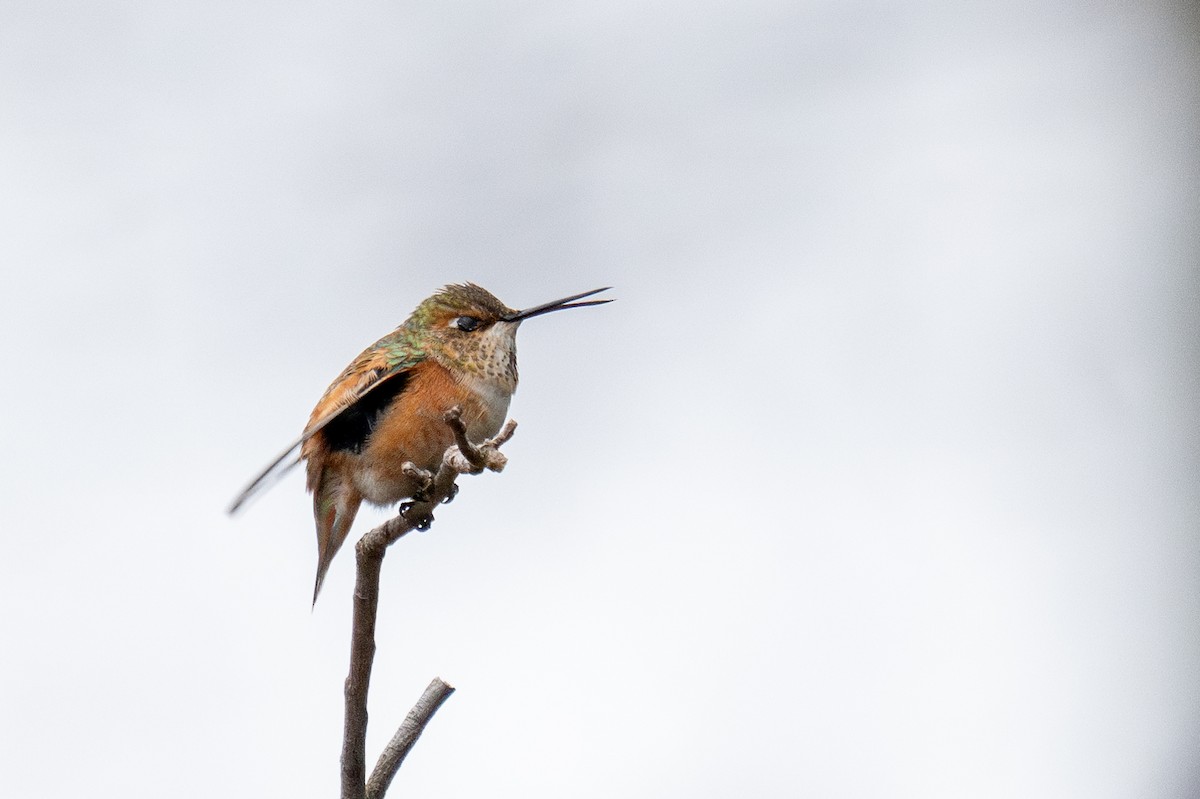 Rufous Hummingbird - ML645819646