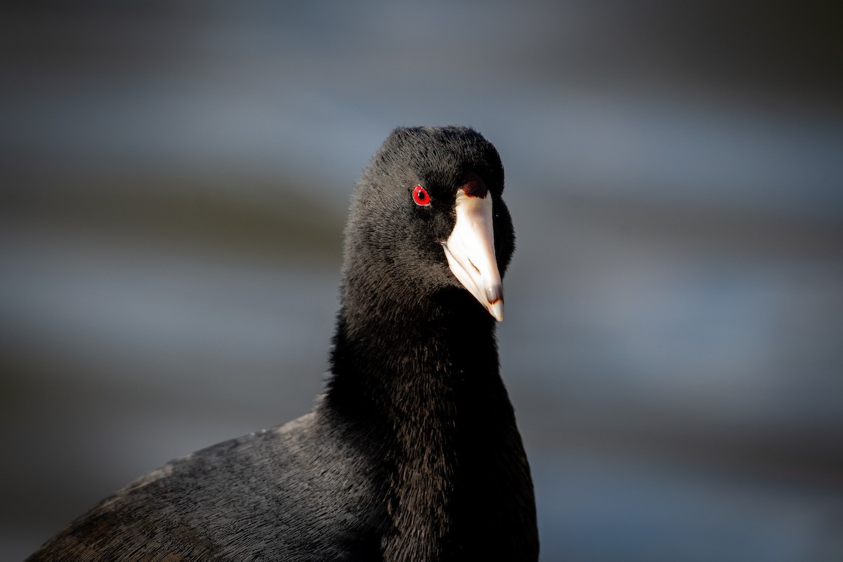 American Coot (Red-shielded) - ML645819651