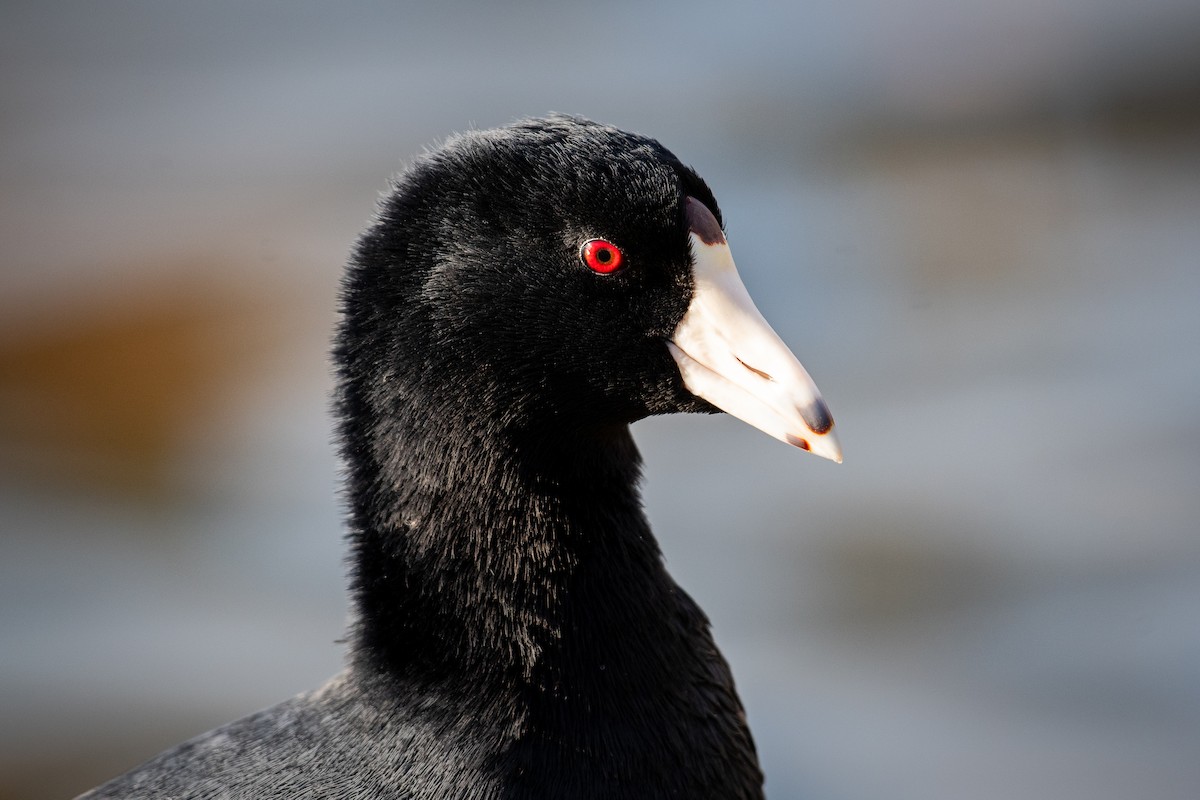 American Coot (Red-shielded) - ML645819652