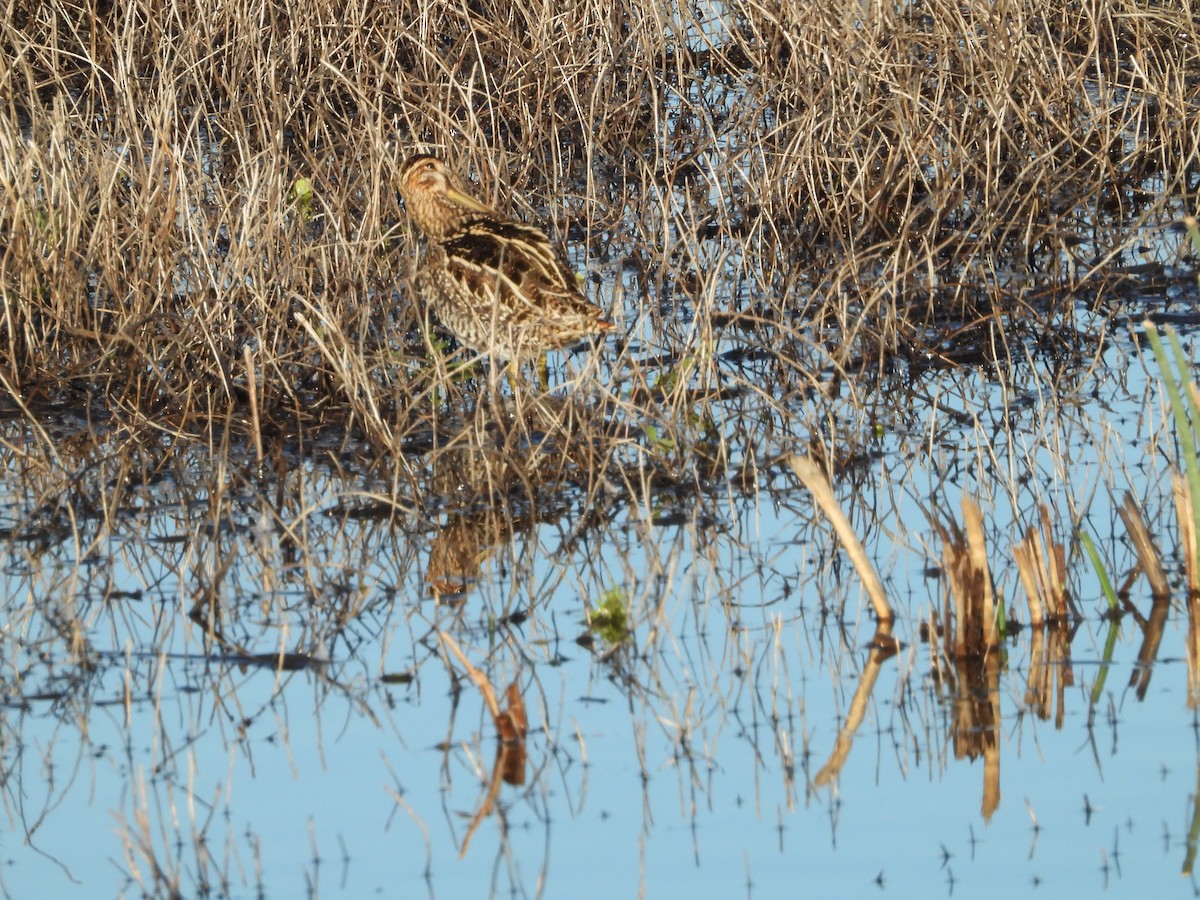 Wilson's Snipe - ML645819654