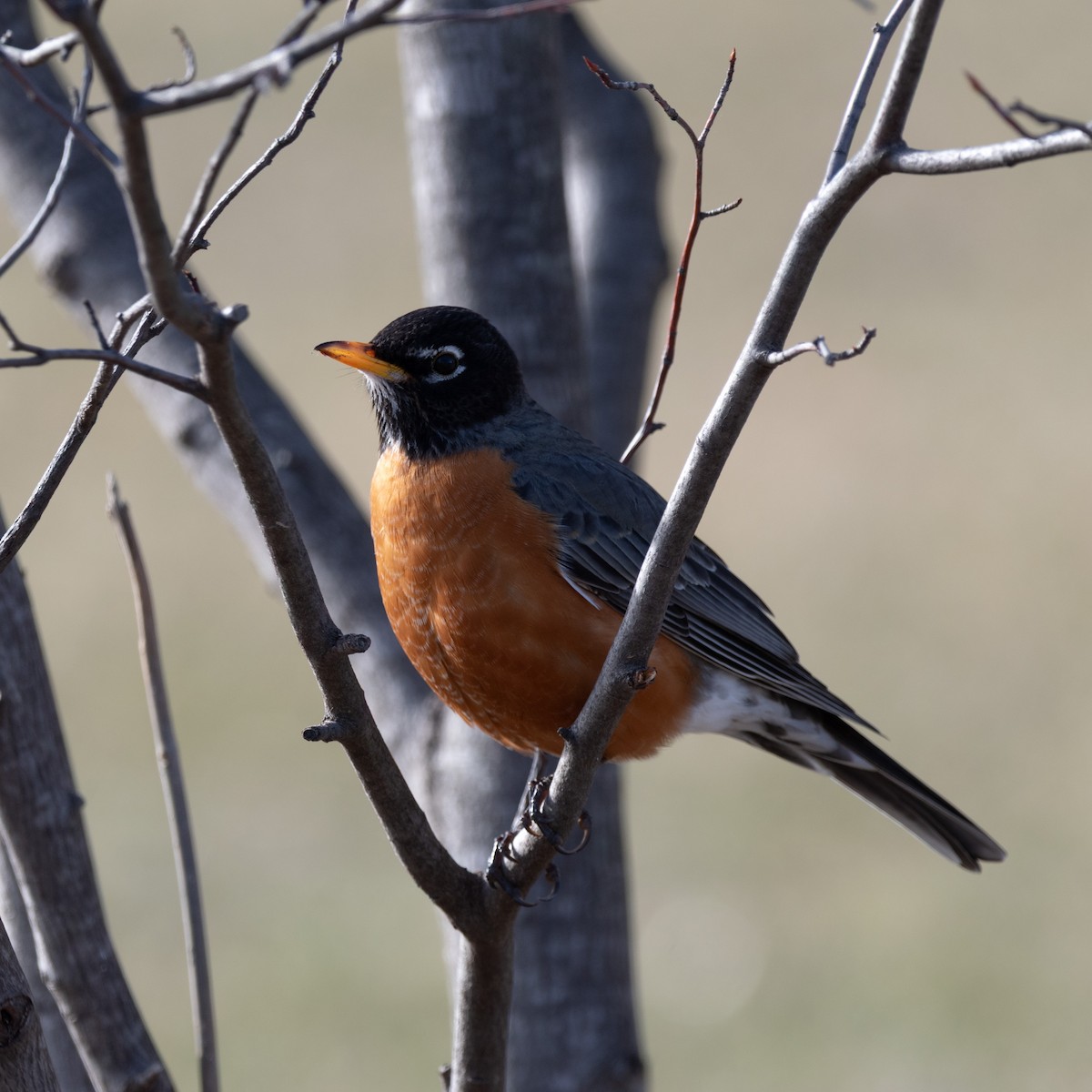 Дрізд мандрівний - ML645819666