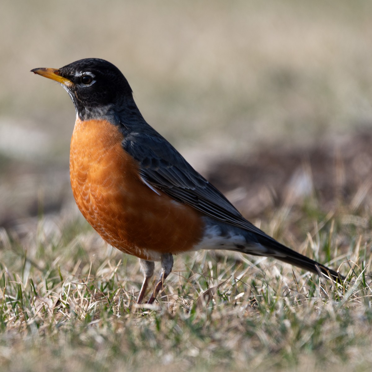 Дрізд мандрівний - ML645819667