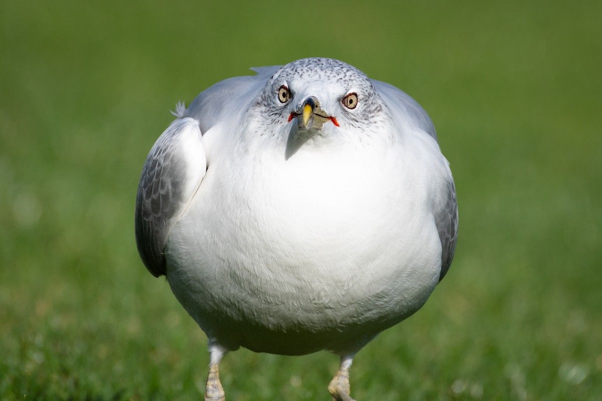 Gavina americana - ML645819670