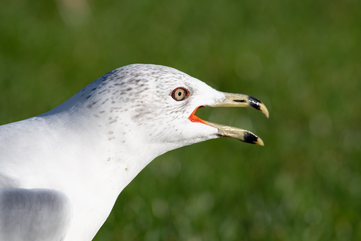 Gavina americana - ML645819671