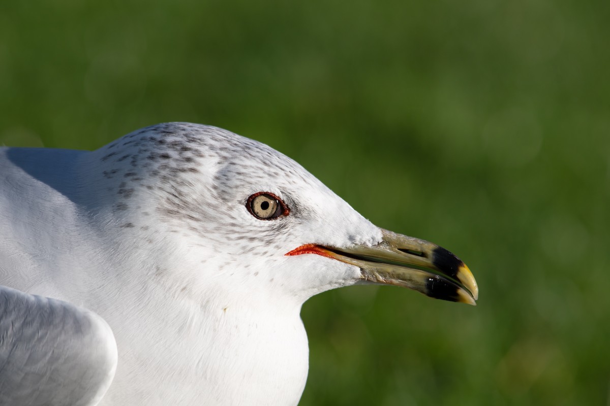 Gavina americana - ML645819672