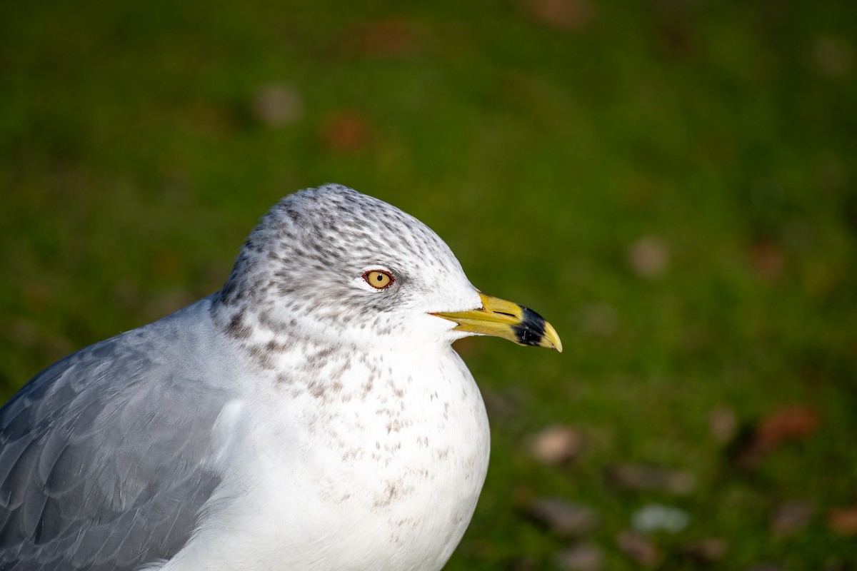 Gavina americana - ML645819673