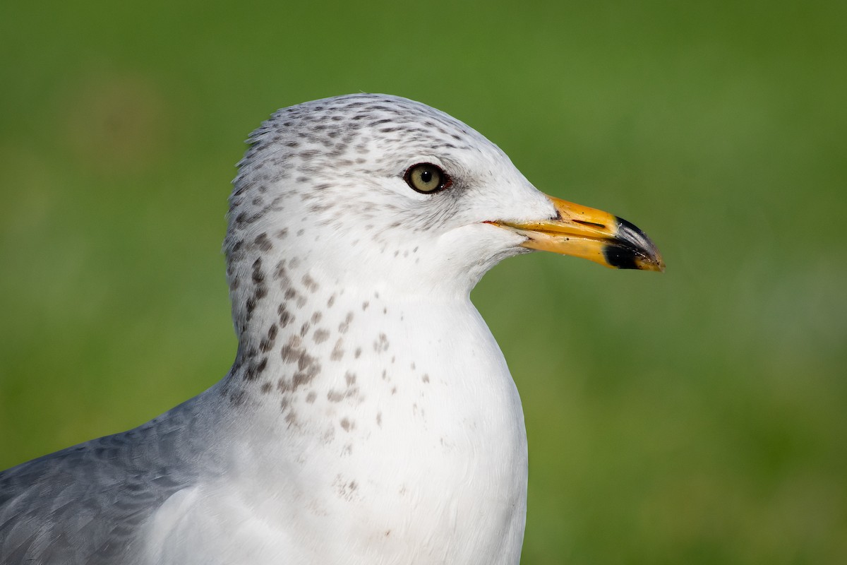 Gavina americana - ML645819674