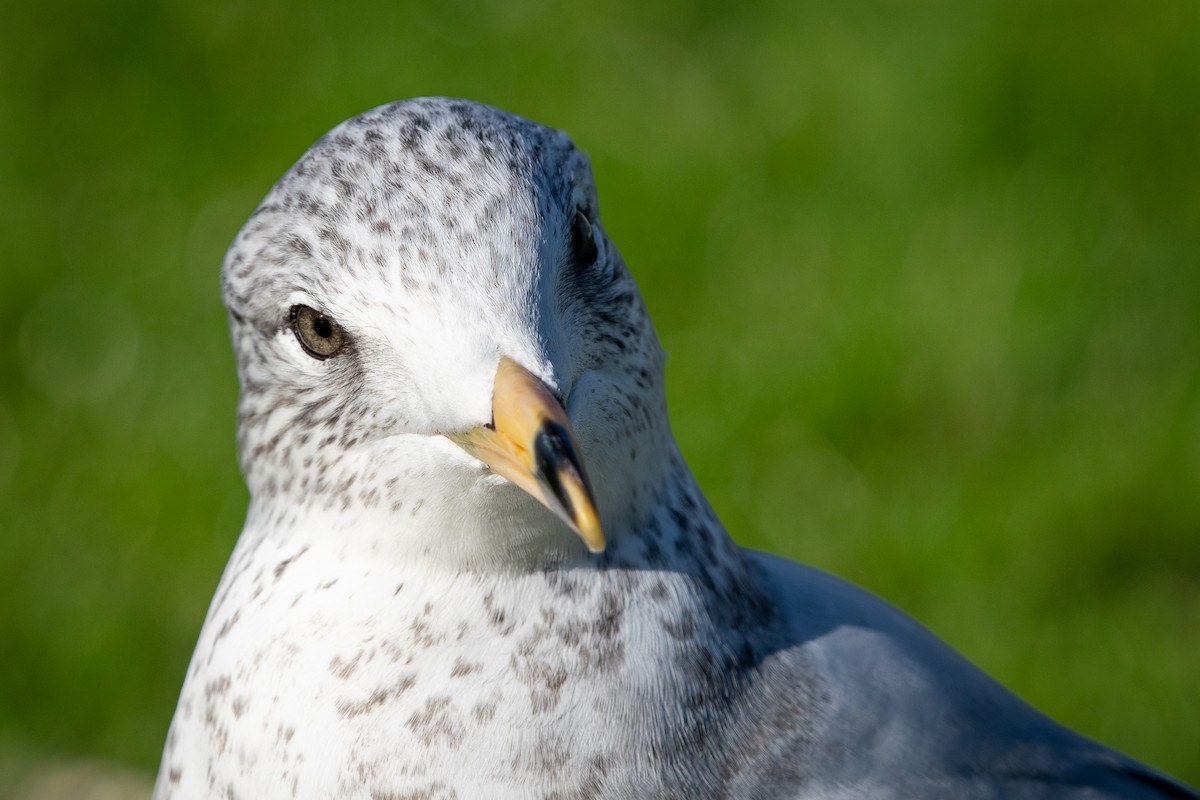 Gavina americana - ML645819676