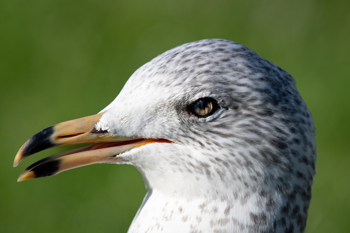 Gavina americana - ML645819677