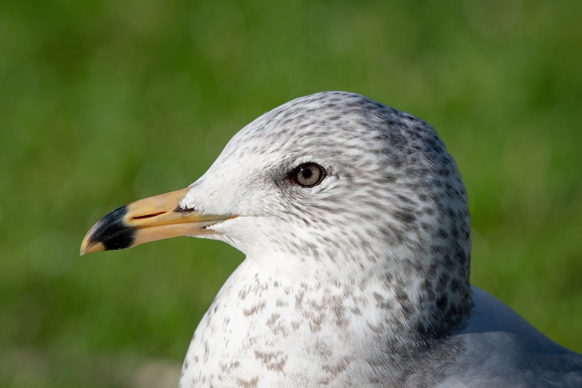 Gavina americana - ML645819678