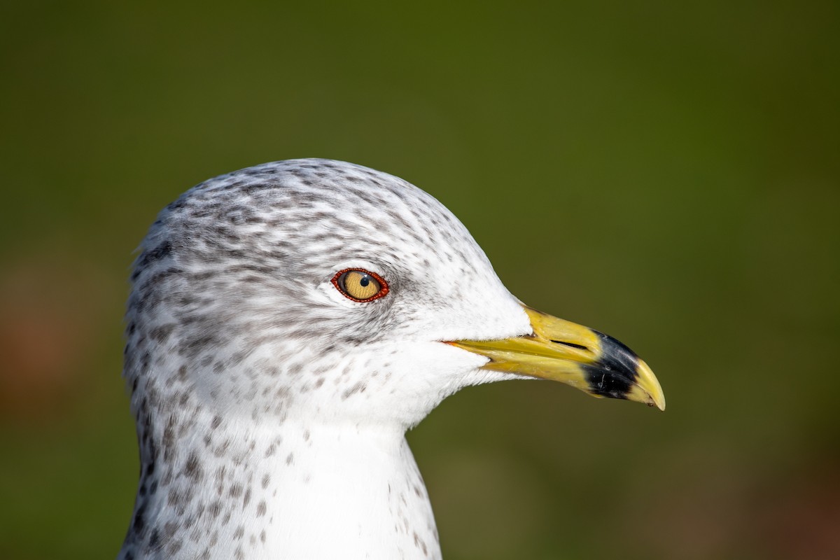 Gavina americana - ML645819679