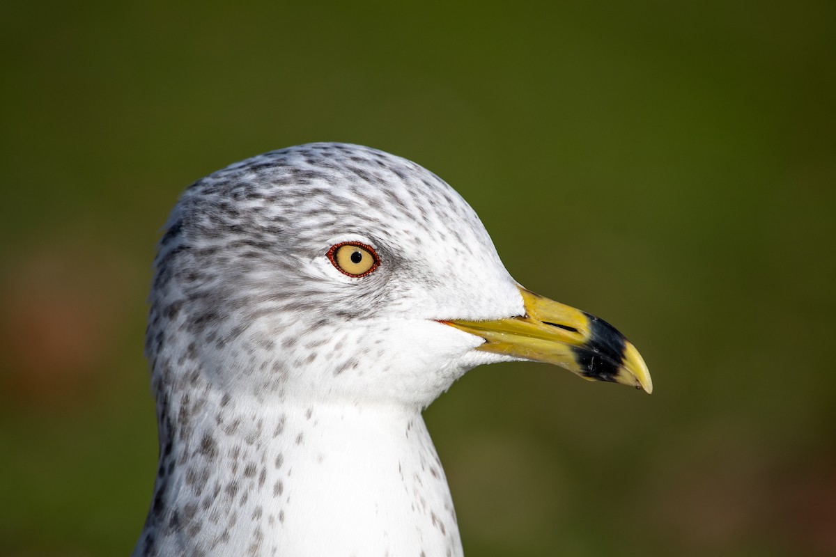 Gavina americana - ML645819680