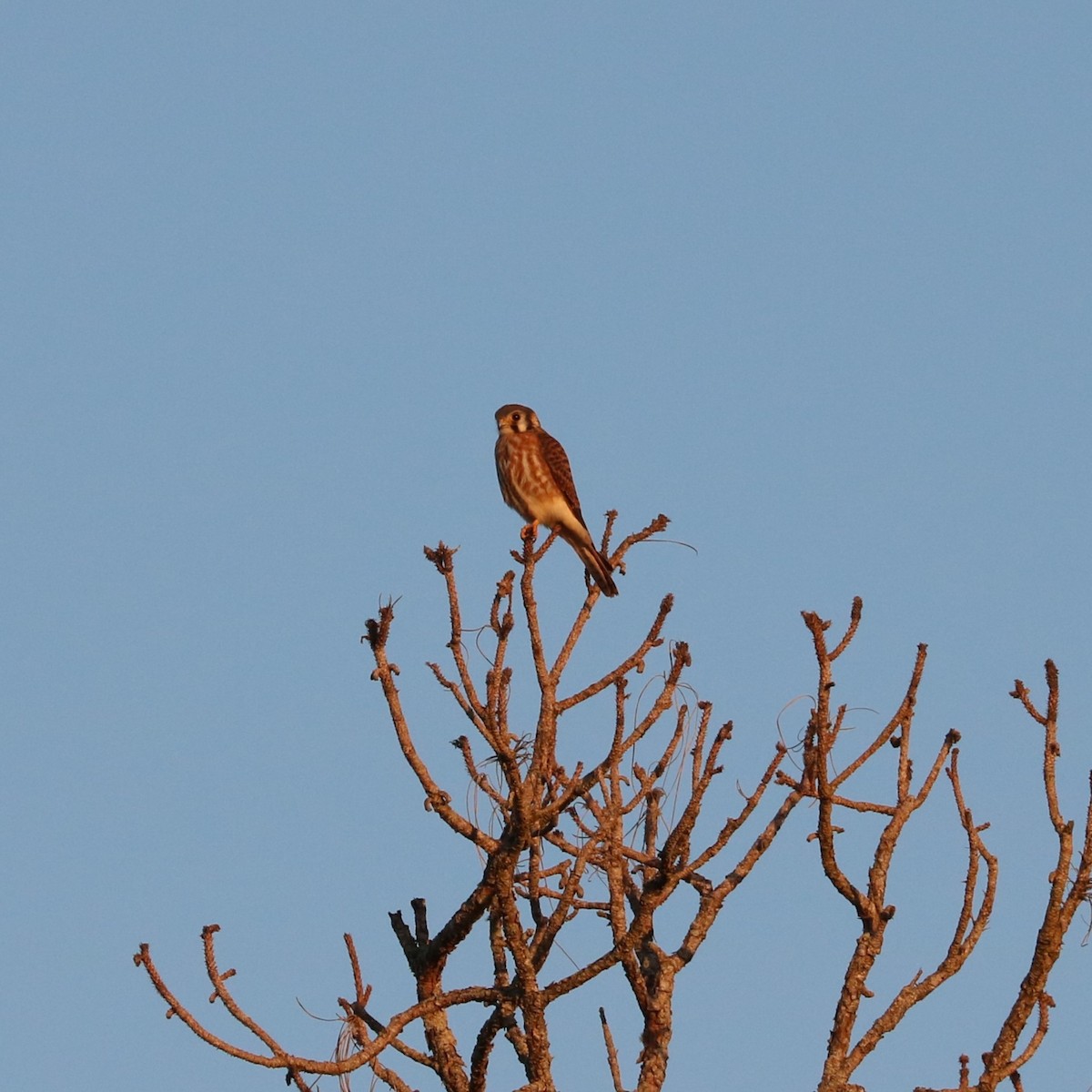 American Kestrel - ML645819686