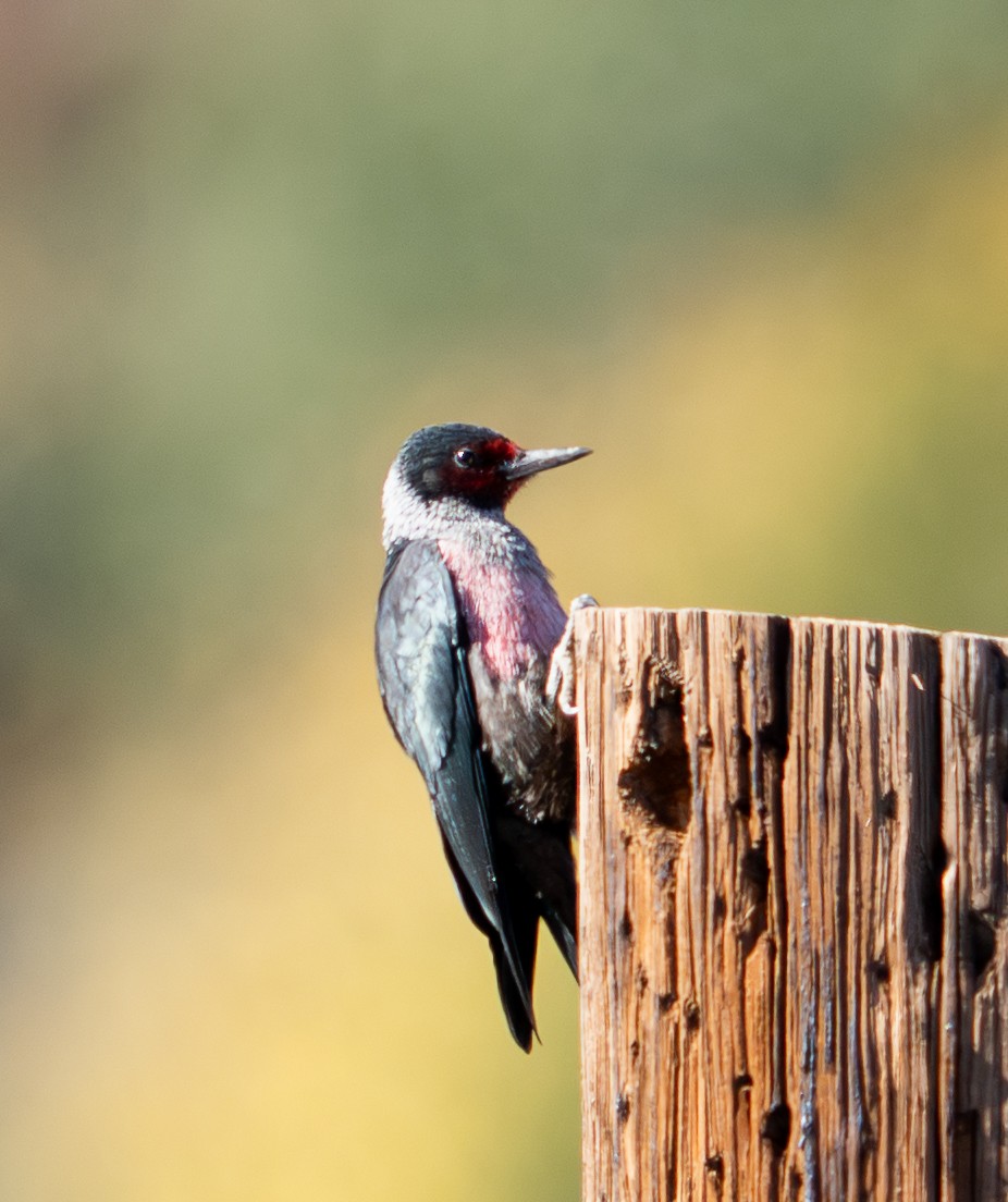 Blutgesichtspecht - ML645819687