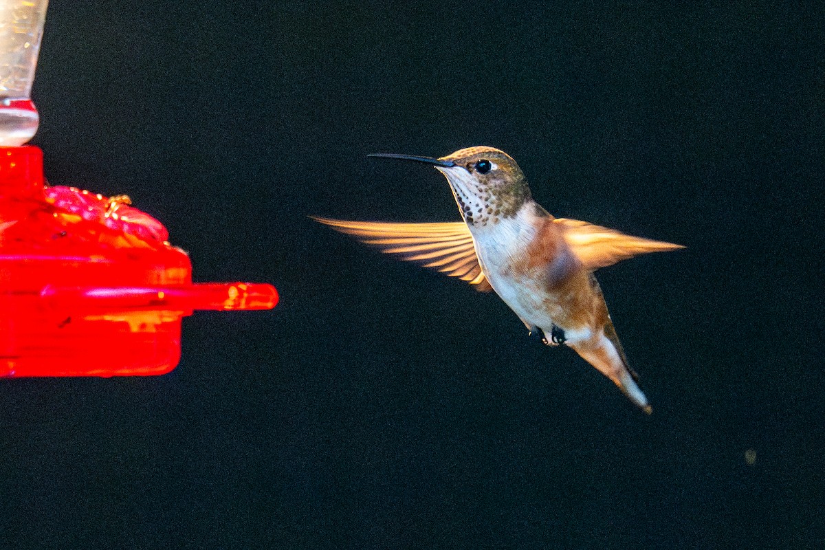 Rufous Hummingbird - ML645819688
