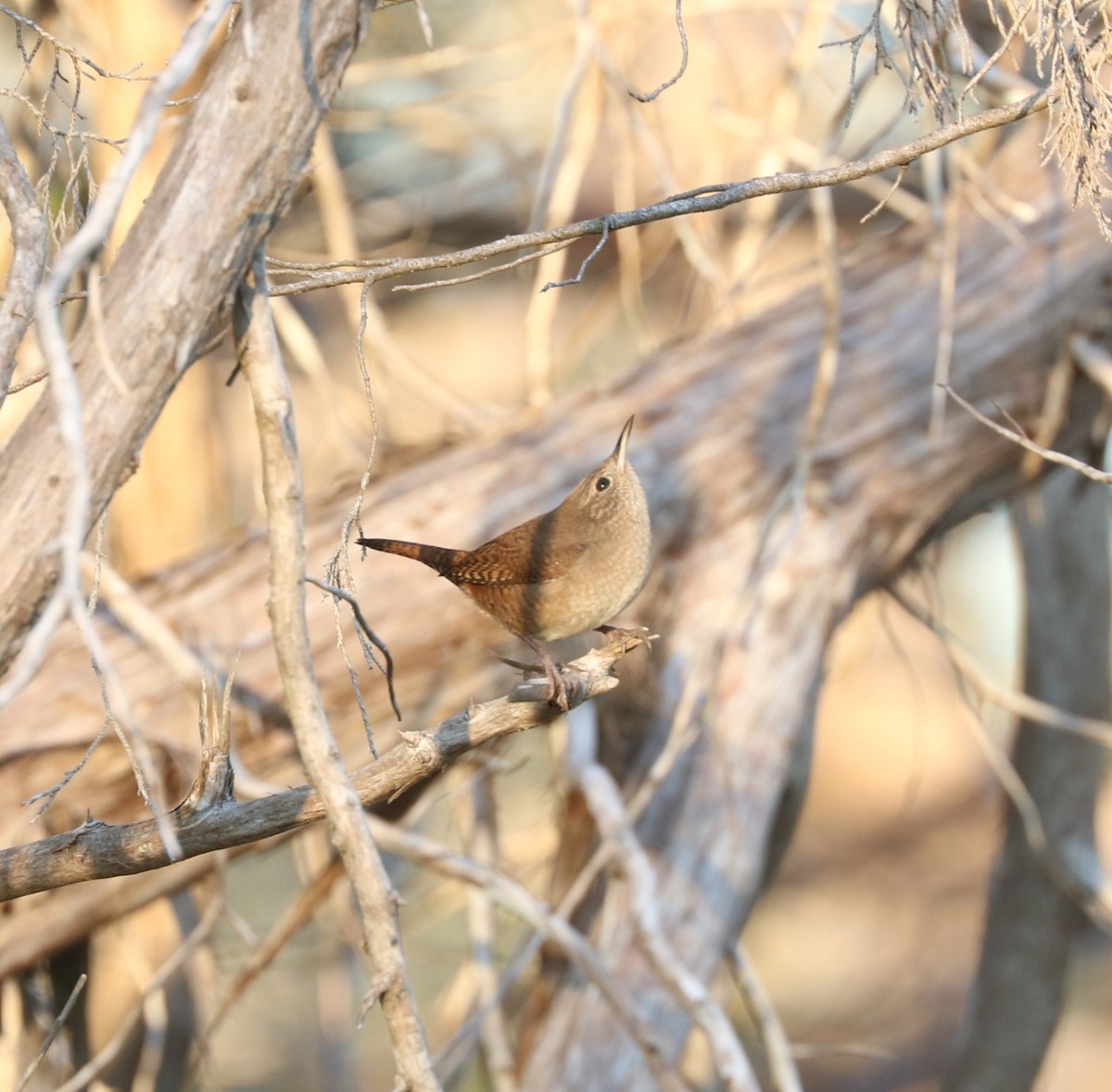 Northern House Wren - ML645819695