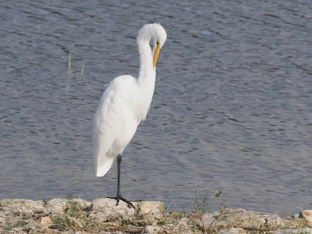 Great Egret - ML645819706