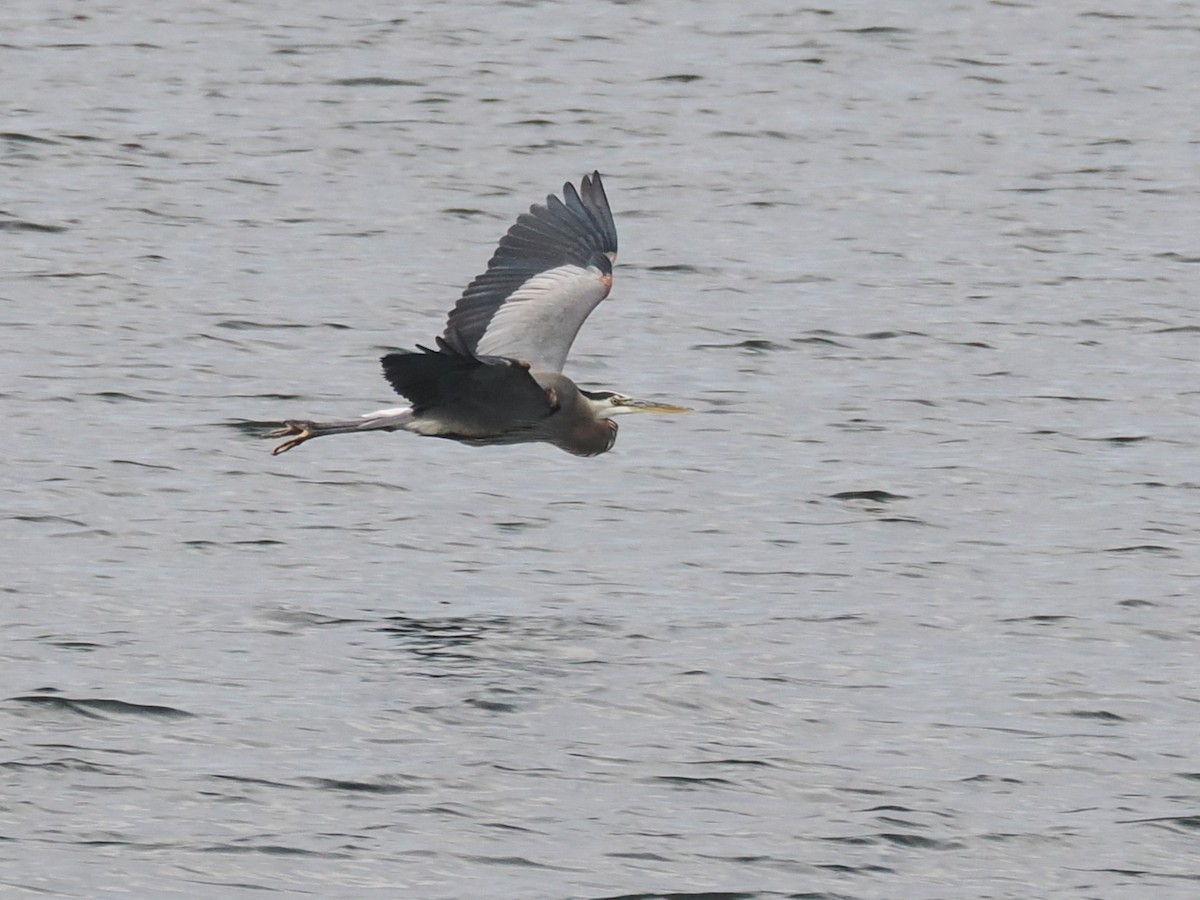 Great Blue Heron - ML645819715