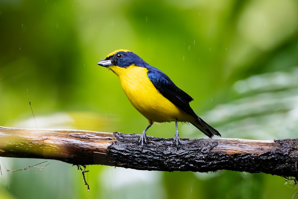 Thick-billed Euphonia - ML645819717