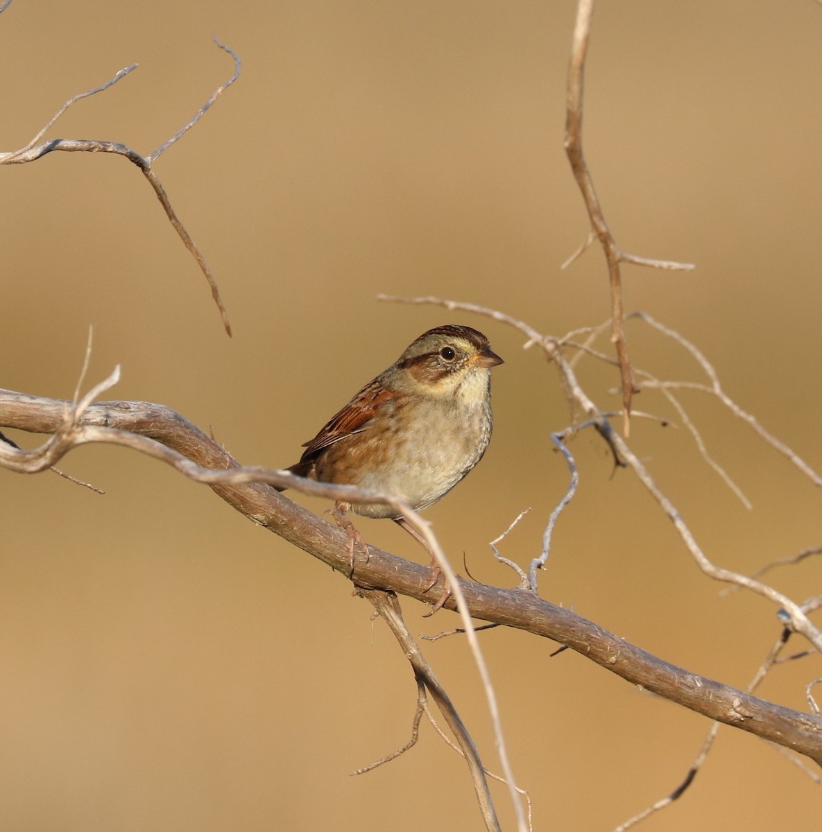 Swamp Sparrow - ML645819718