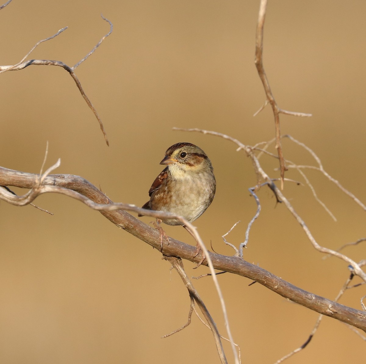 Swamp Sparrow - ML645819719