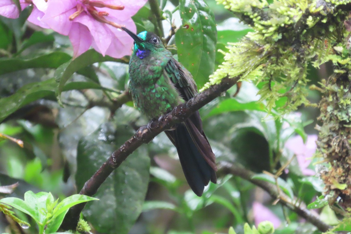 Green-crowned Brilliant - ML645819720