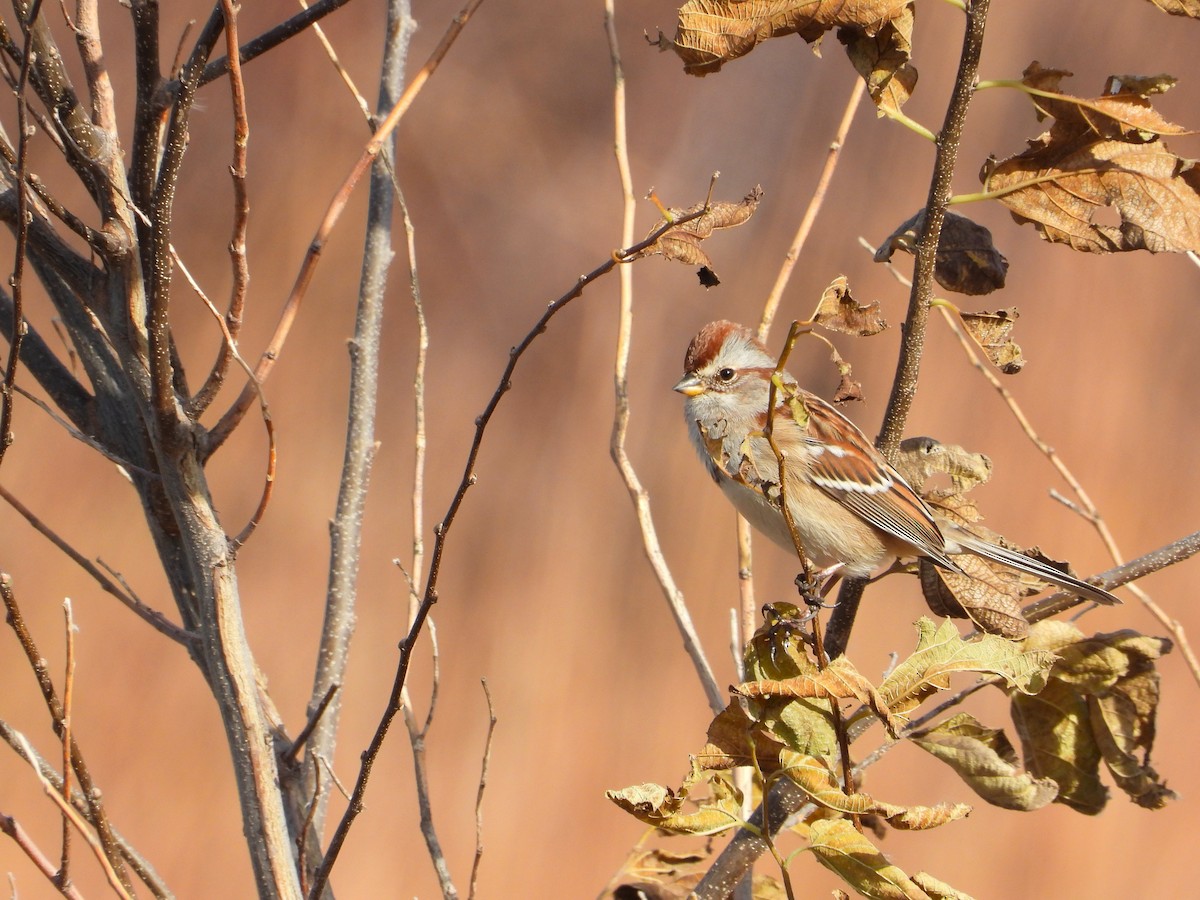 American Tree Sparrow - ML645819721