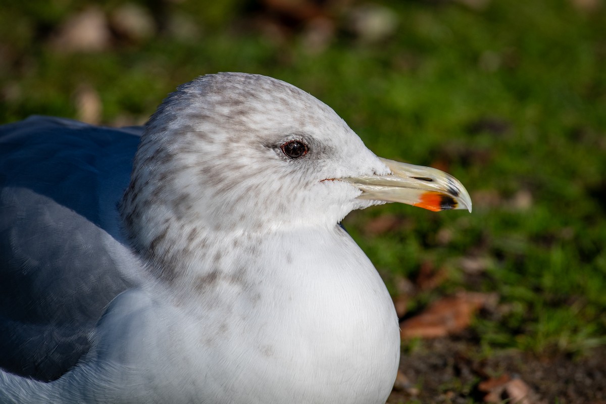 California Gull - ML645819722