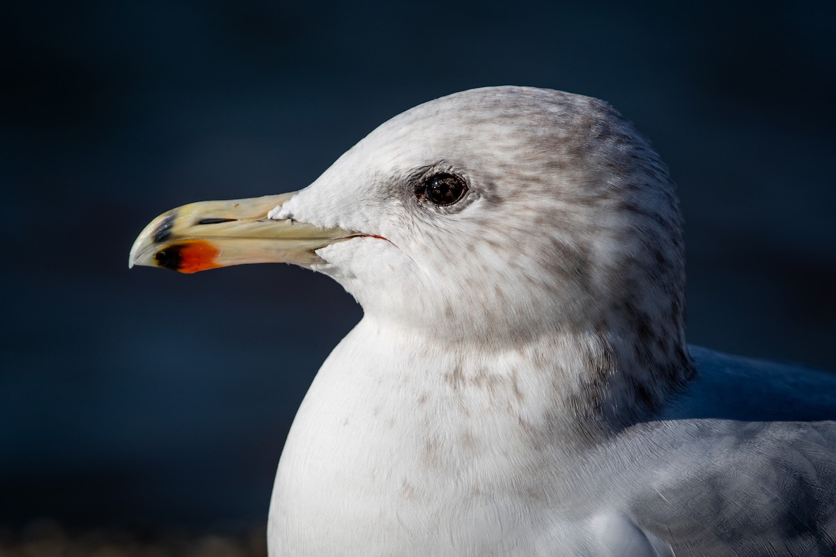 California Gull - ML645819723