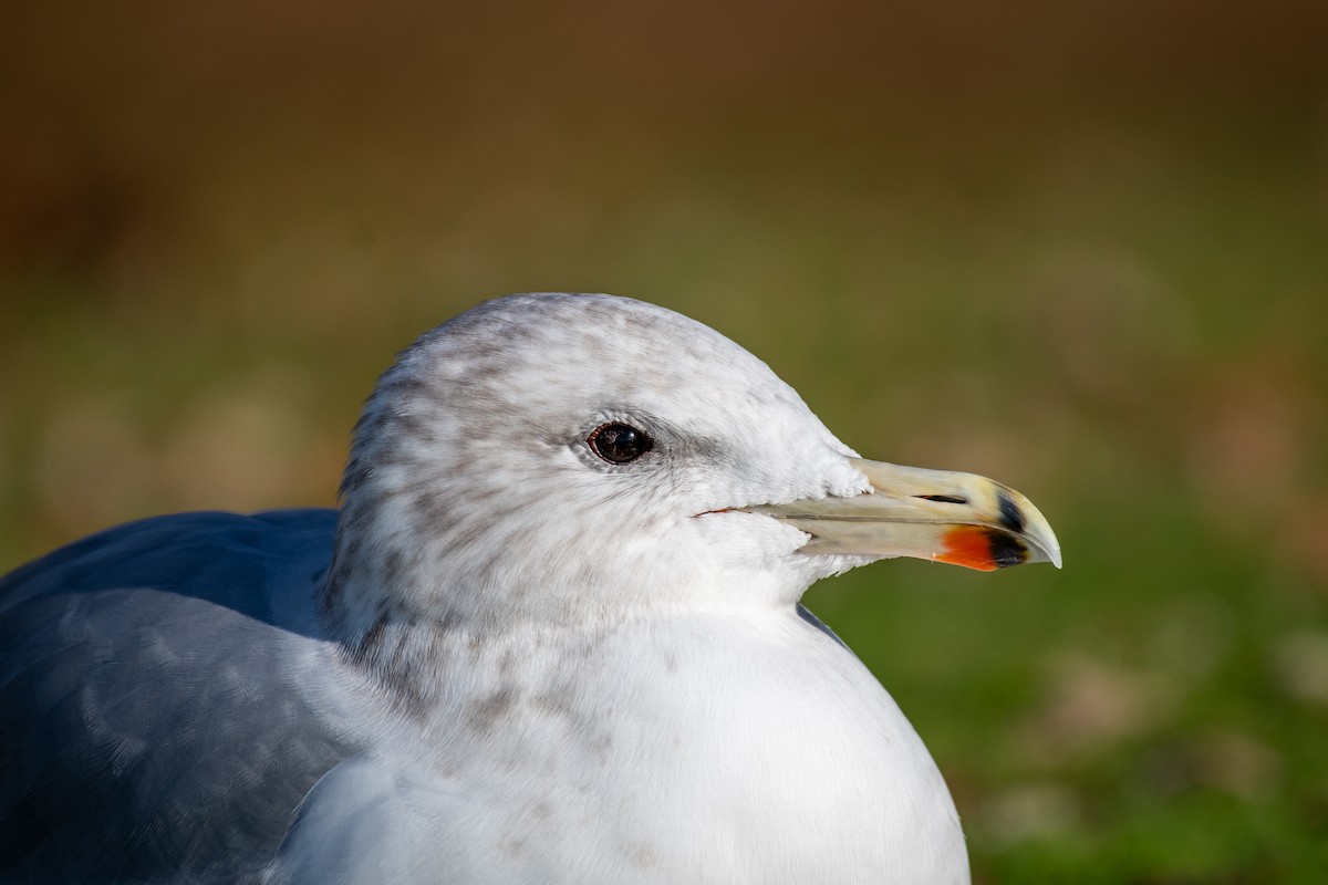 California Gull - ML645819724