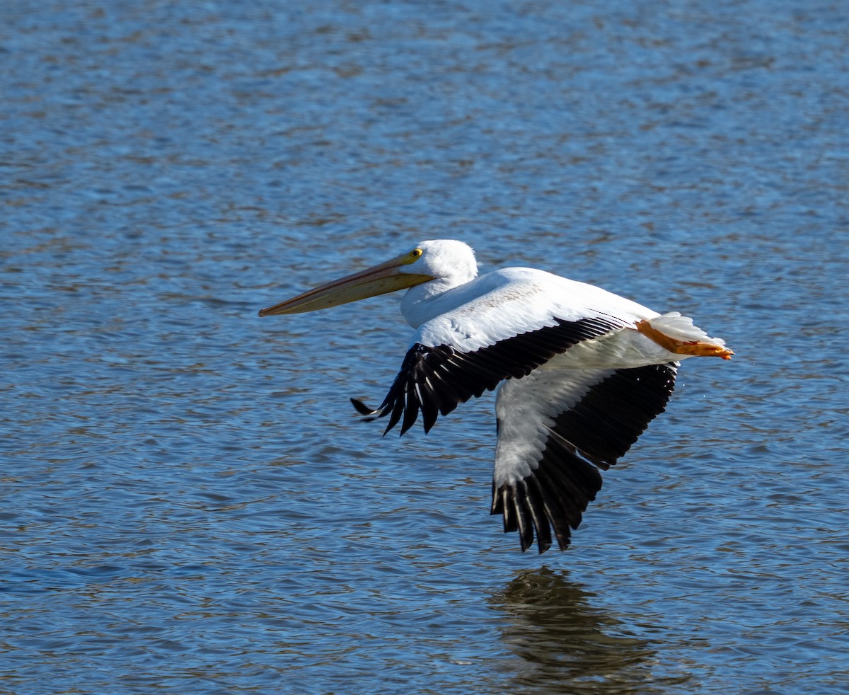 American White Pelican - ML645819725