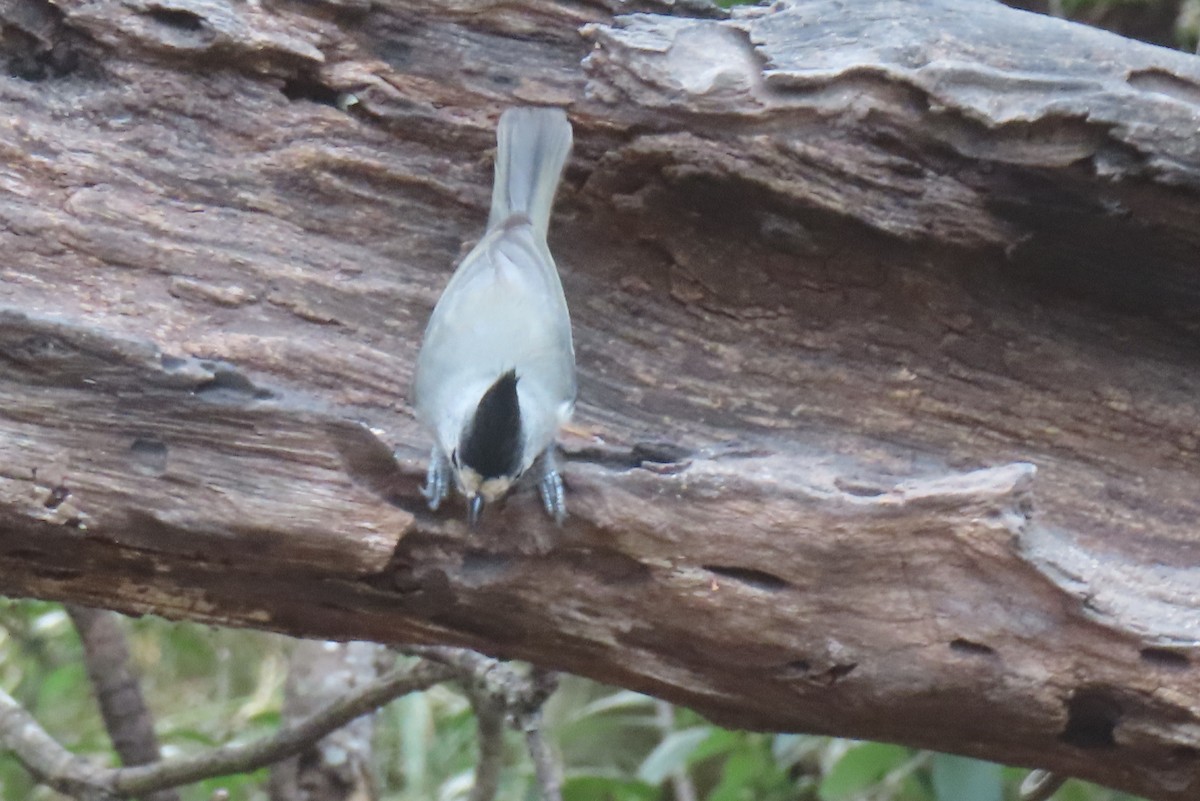Black-crested Titmouse - ML645819726