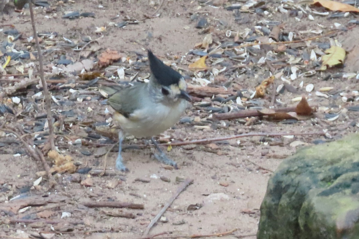 Black-crested Titmouse - ML645819727