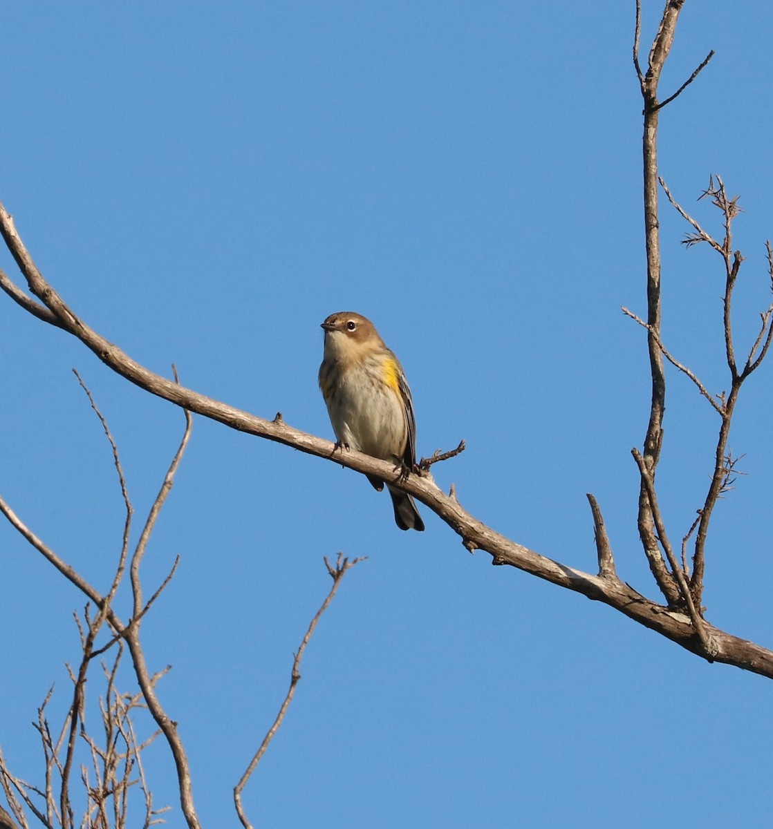 Yellow-rumped Warbler (Myrtle) - ML645819729