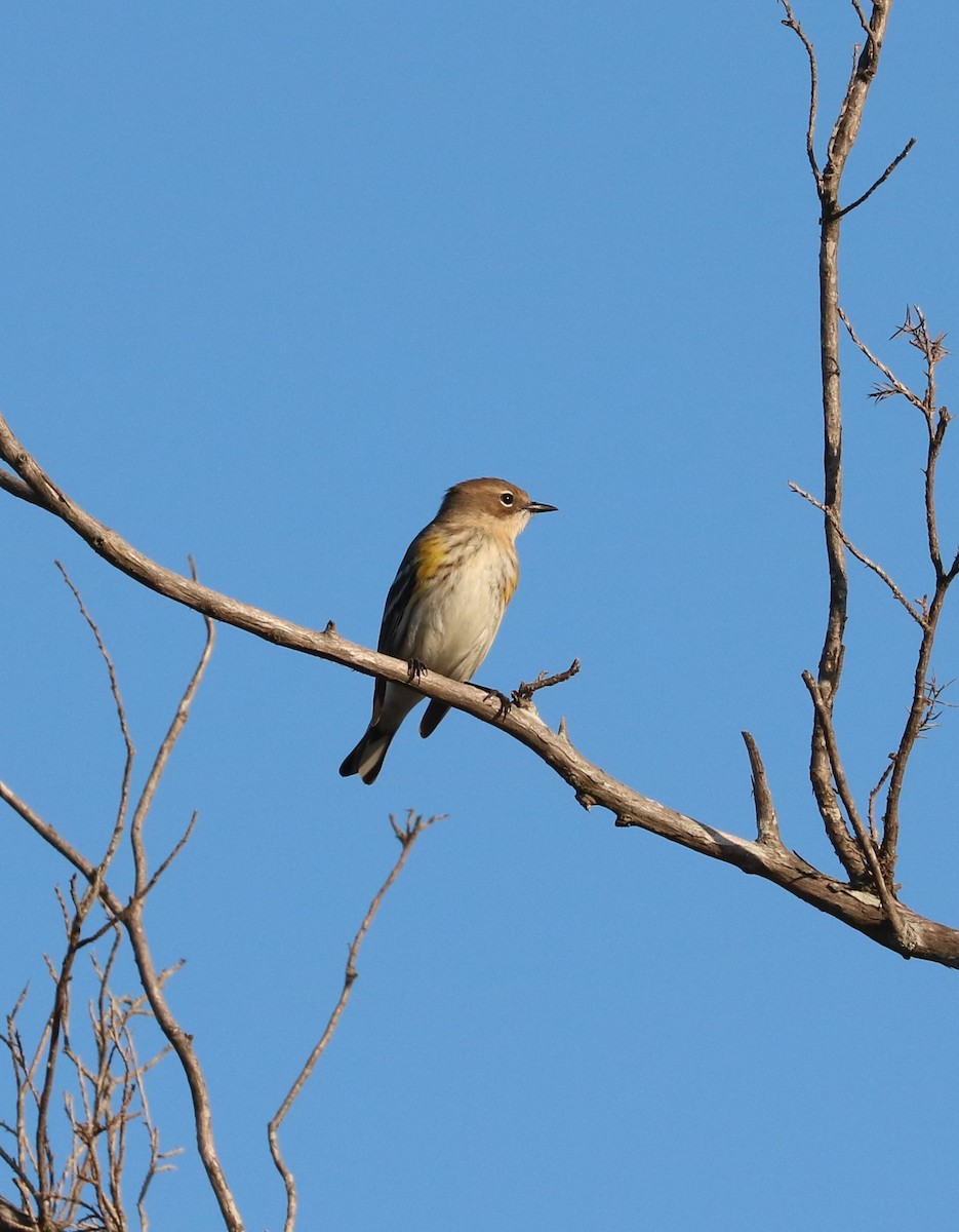 Yellow-rumped Warbler (Myrtle) - ML645819730