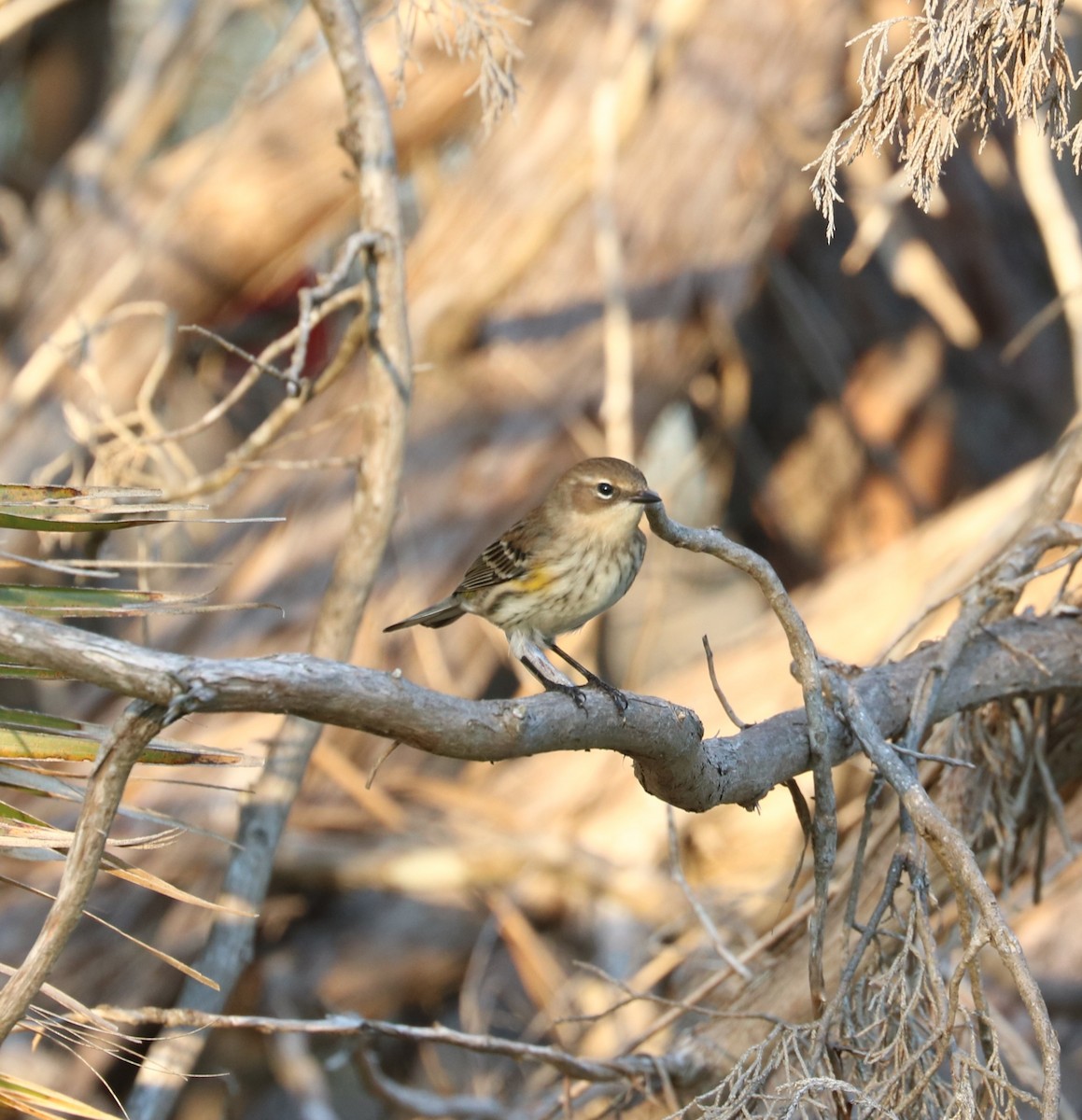Yellow-rumped Warbler (Myrtle) - ML645819731