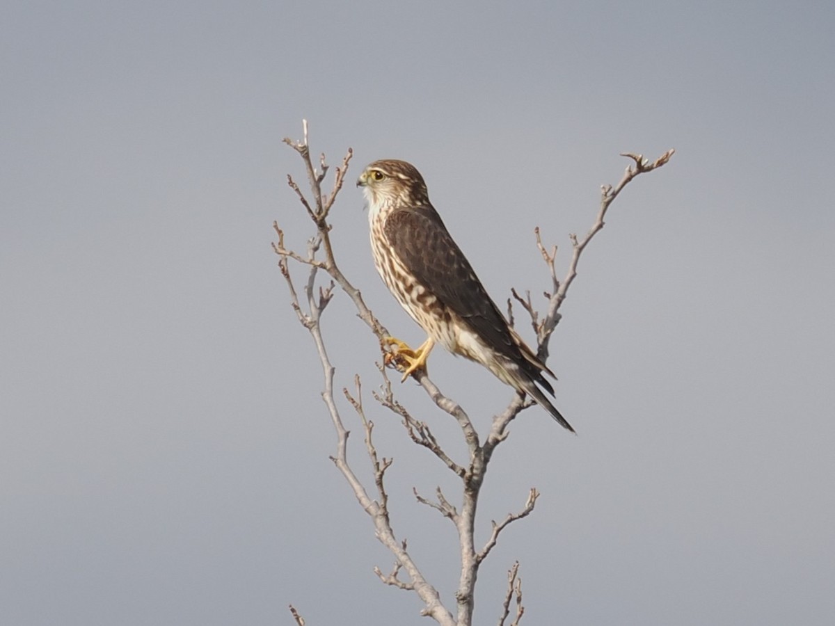 Merlin - ML645819732