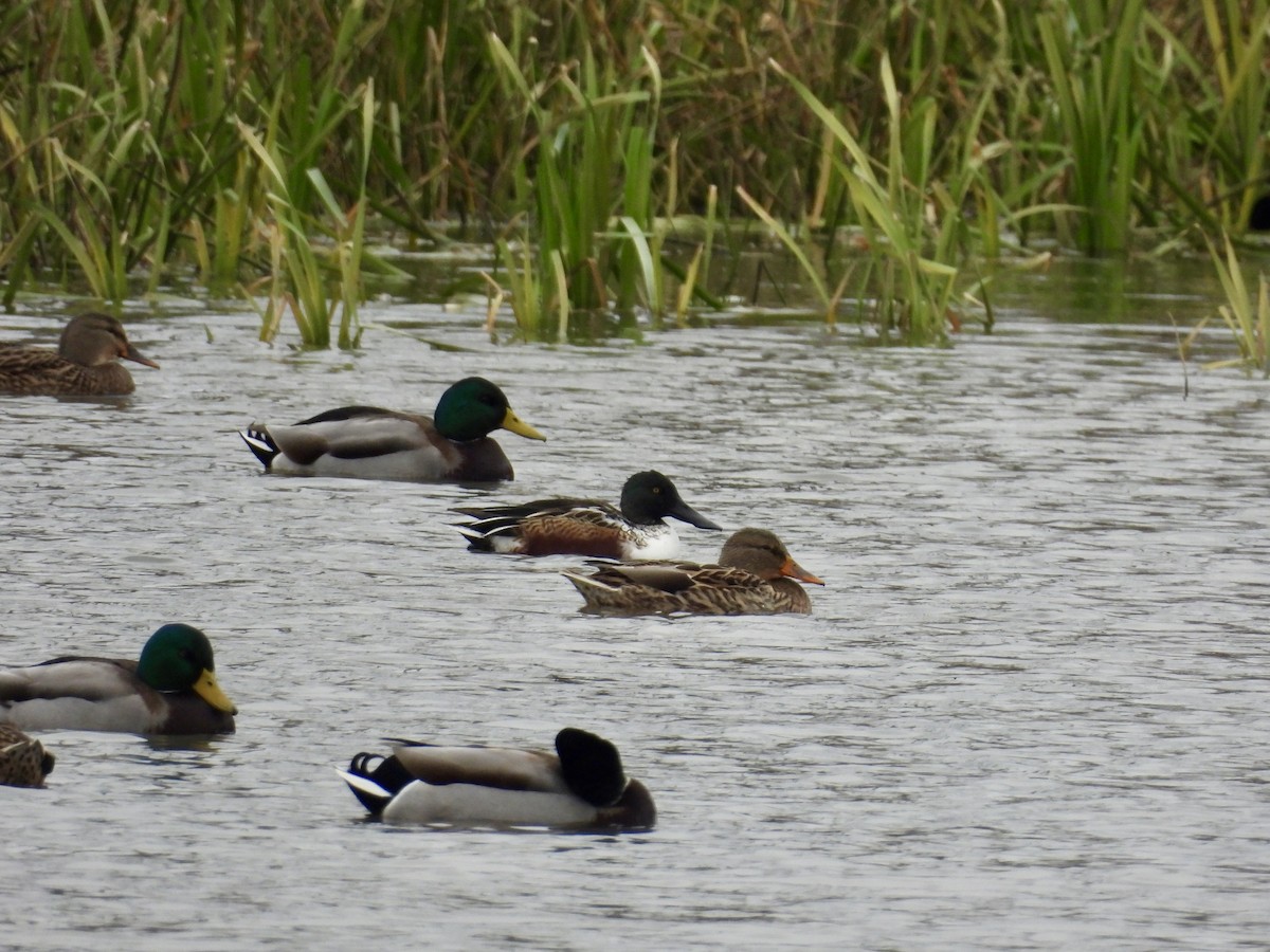 Northern Shoveler - ML645819733