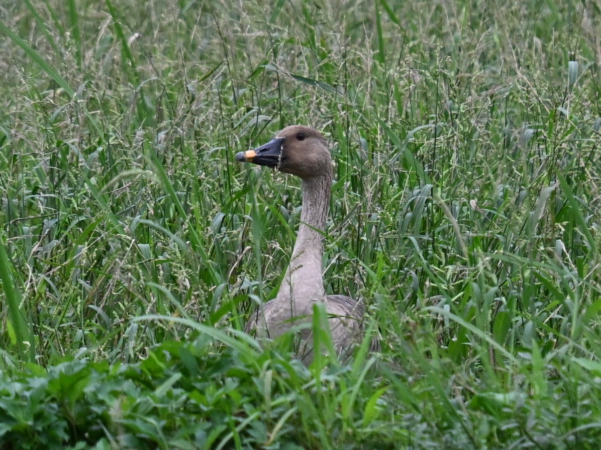 Taiga Bean-Goose - ML645819734