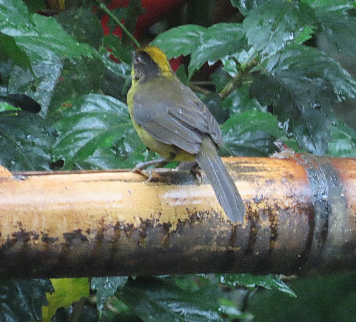 Choco Brushfinch - ML645819735