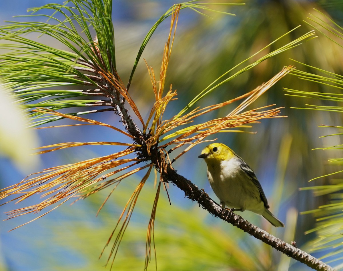 Hermit Warbler - ML645819736