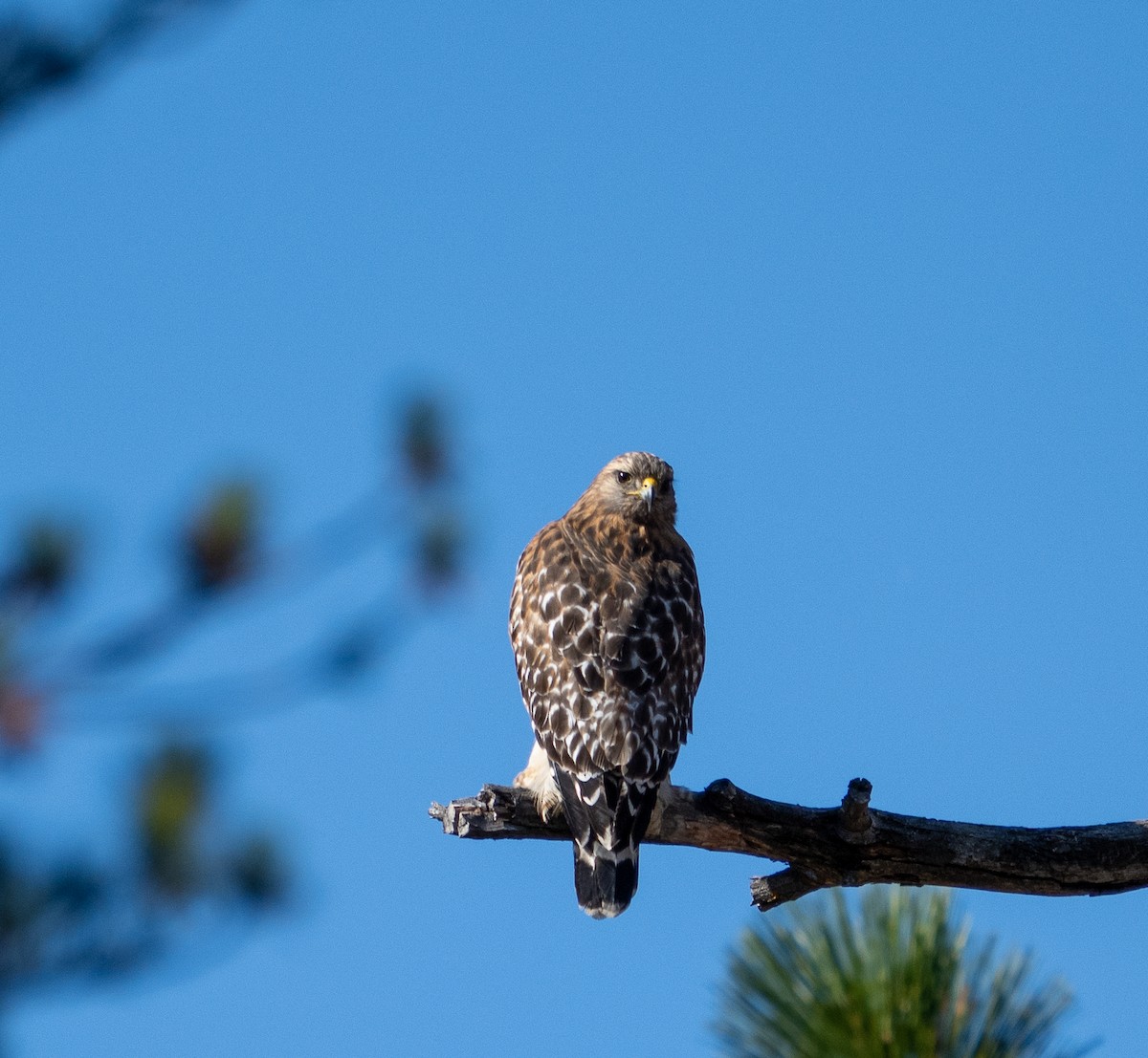 Red-shouldered Hawk - ML645819737